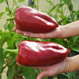 ПЕРЕЦ СЛАДКИЙ  Любова Ладонь