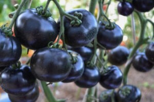 Томат Гном Сине- зелёная зебра