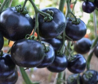 Томат Гном Сине- зелёная зебра