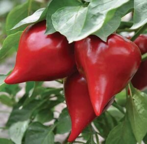 ПЕРЕЦ СЛАДКИЙ ЛЕСЯ