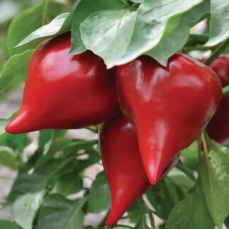 ПЕРЕЦ СЛАДКИЙ ЛЕСЯ