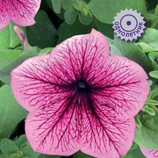 Петуния крупноцветковая Танго Розовая с вишневыми жилками
