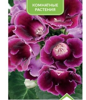 Глоксиния Импресс Парпл
