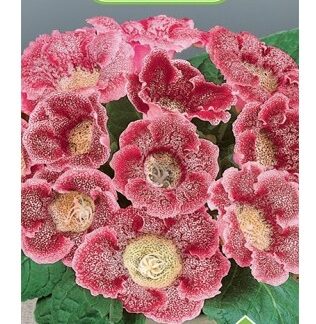 Глоксиния Импресс Красные чернила