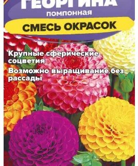 Цветы Георгина Помпонная смесь