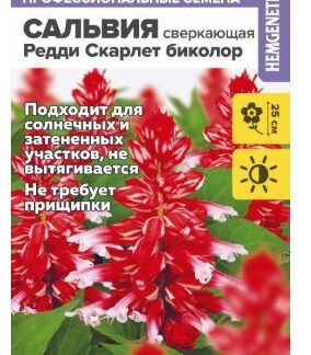 Цветы Сальвия Редди Скарлет биколор сверкающая