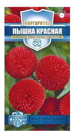 Маргаритка Пышка красная