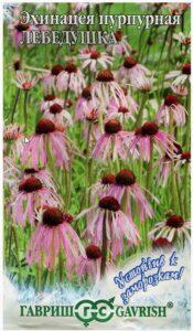 Эхинацея пурпурная Лебедушка