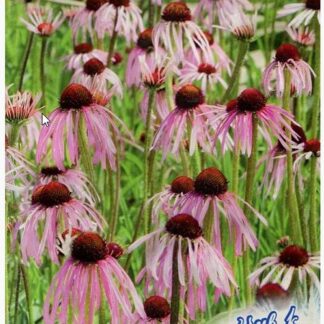 Эхинацея пурпурная Лебедушка