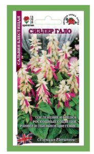 Сальвия сизлкр гало