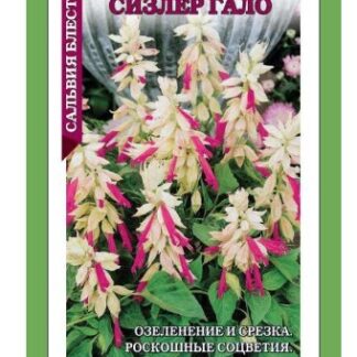 Сальвия сизлкр гало