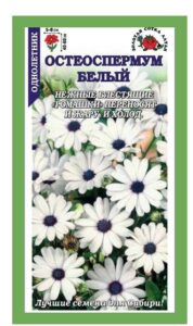 Остеоспермум Белый