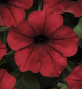 Петуния ампельная многоцветковая Тайдал Вейв Ред Велюр