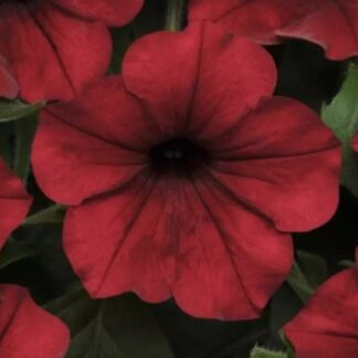 Петуния ампельная многоцветковая Тайдал Вейв Ред Велюр