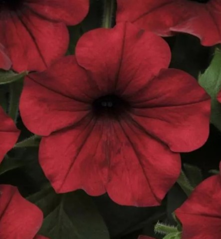 Петуния ампельная многоцветковая Тайдал Вейв Ред Велюр