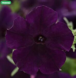 Петуния ампельная крупноцветковая Изи Вейв Неви Велюр
