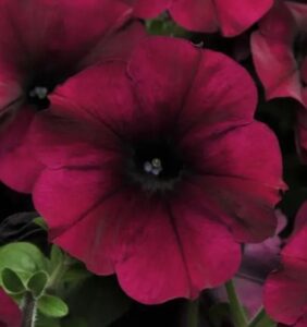 Петуния ампельная крупноцветковая Изи Вейв Бургунди Велюр