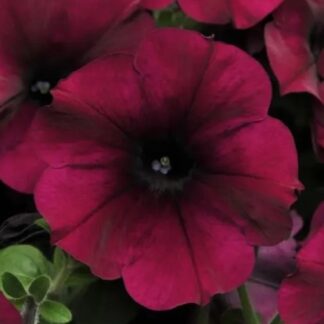 Петуния ампельная крупноцветковая Изи Вейв Бургунди Велюр