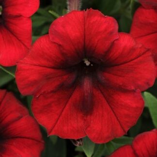 Петуния ампельная крупноцветковая Изи Вейв Ред Велюр