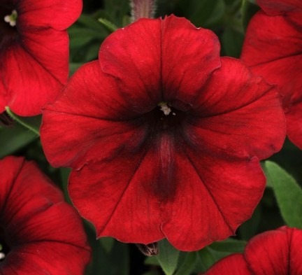 Петуния ампельная крупноцветковая Изи Вейв Ред Велюр