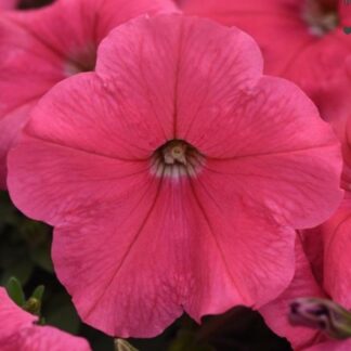 Петуния ампельная крупноцветковая Е3 Изи Вейв Корал