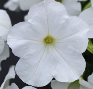 Петуния ампельная крупноцветковая Е3 Изи Вейв Вайт