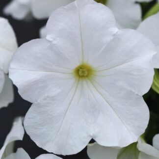 Петуния ампельная крупноцветковая Е3 Изи Вейв Вайт