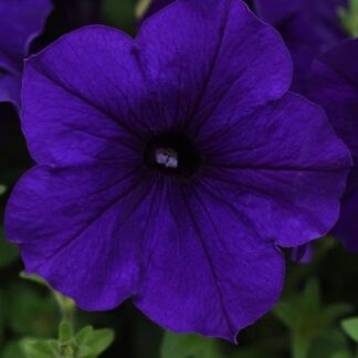 Петуния Е3 Изи Вейв Блю