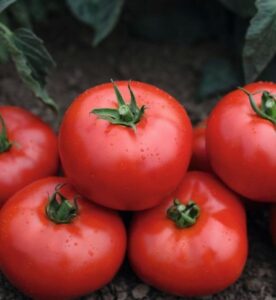 Коллекционный томат Минусинский урожайный