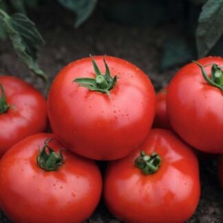 Коллекционный томат Минусинский урожайный