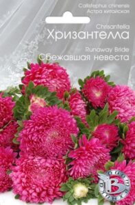 Астра китайская Хризантелла Сбежавшая невеста