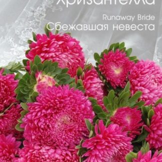 Астра китайская Хризантелла Сбежавшая невеста