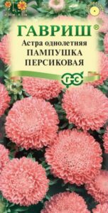 Астра Пампушка персиковая, помпонная