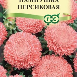 Астра Пампушка персиковая, помпонная