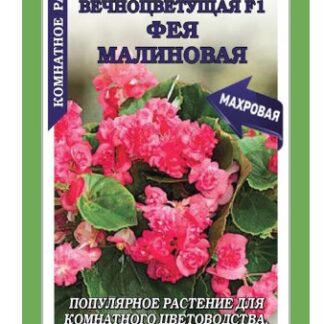 Бегония вечноцветущая Фея Малиновая