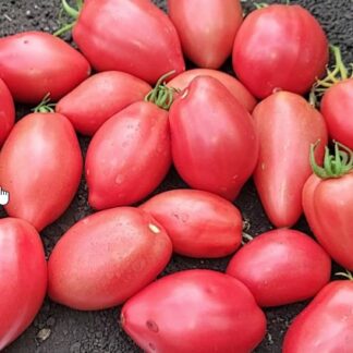 Томат гном Отчаянный