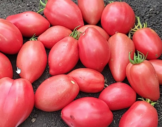 Томат гном Отчаянный