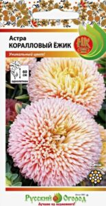 Астра Коралловый ежик