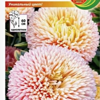 Астра Коралловый ежик