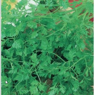 Кервель Ажурный