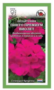 Пеларгония Пинто Премиум F1 Виолетт
