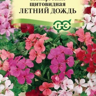 Пеларгония щитовидная Летний дождь