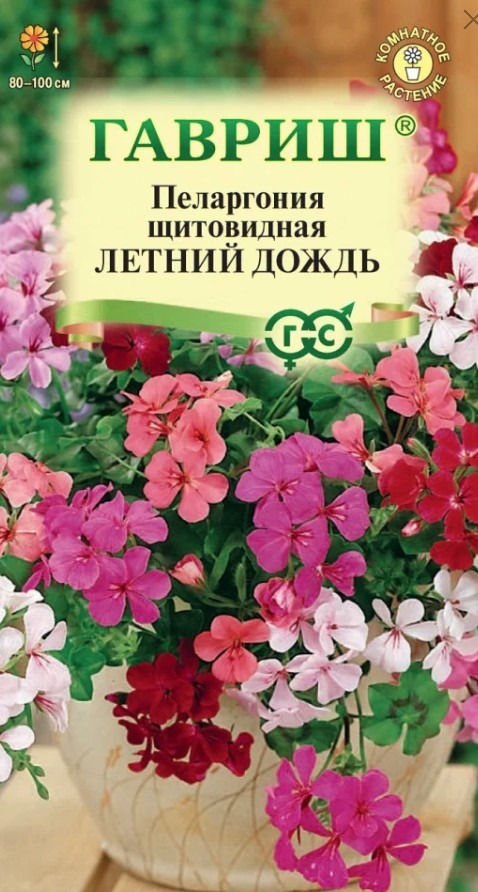 Пеларгония щитовидная Летний дождь