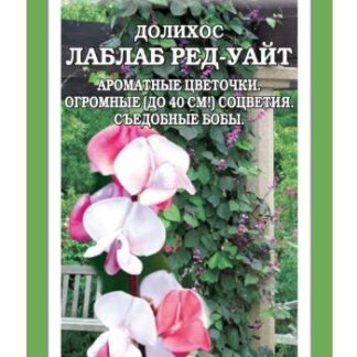 Долихос Лаблаб Ред уайт