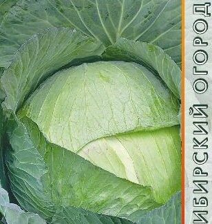 Капуста белокочанная Слава 1305