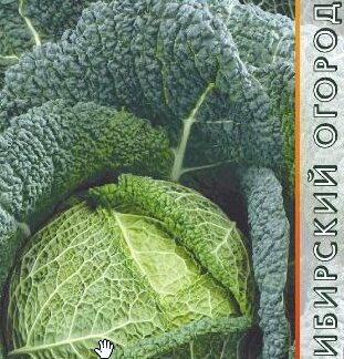 капуста савойская Вертю 1340