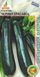 кабачок Черный красавец