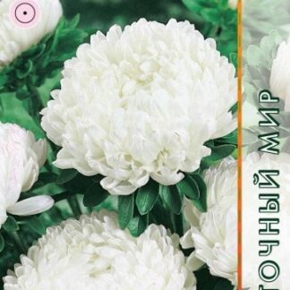 Астра Башня Белая