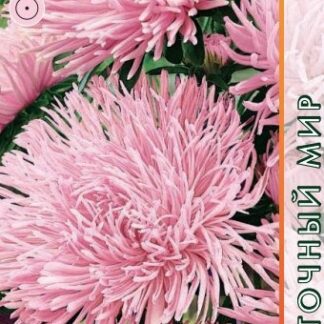 Астра Коготковая Бенгал