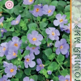 Бакопа Блутопия